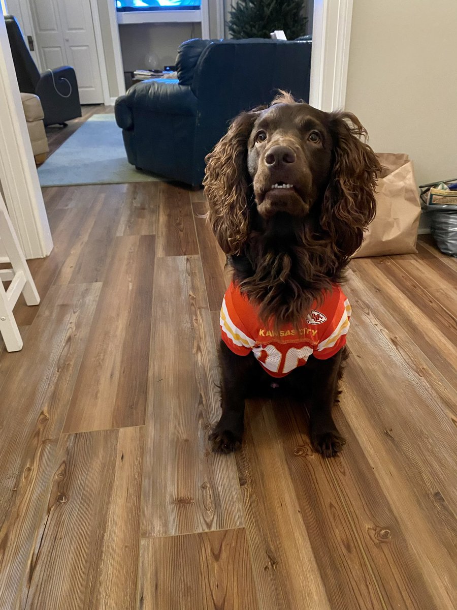 MarySiebert's tweet photo. Twitter, this is Boo! My parent’s 2 year old Boykin Spaniel- he would love your vote for America’s Dogster of the year! Free to everyone to vote once a day! https://t.co/xhXGoY8FBU