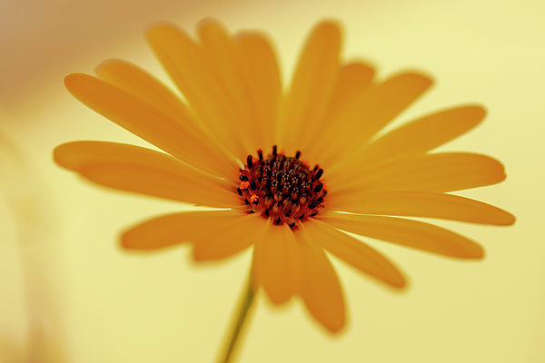 photoslim's tweet photo. New artwork for sale! - "White African daisy" - https://t.co/Nd8s5stZ2p @fineartamerica https://t.co/Fq7H1Z8F3y