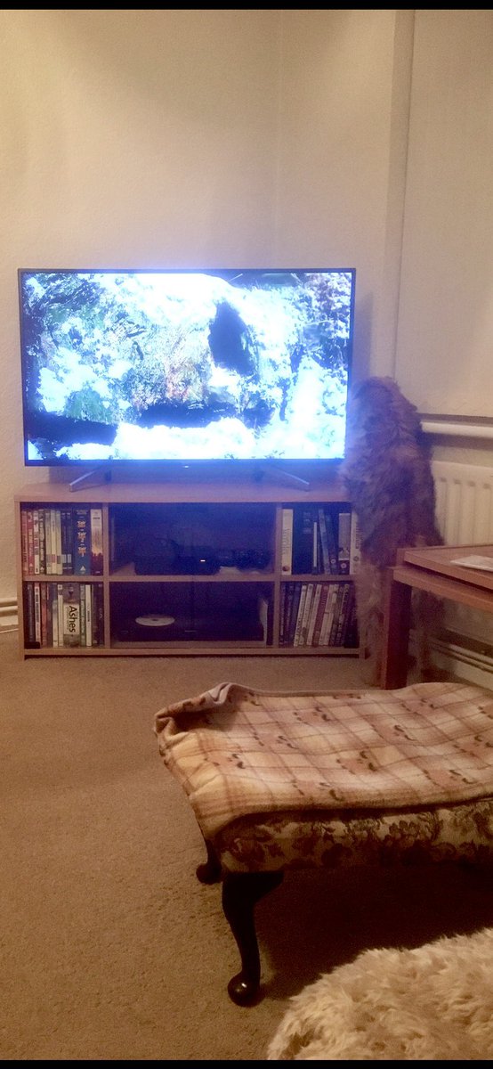 Stanley_BT_'s tweet photo. Where did that pesky birdie go #BTPosse https://t.co/4ipmWpPrc3