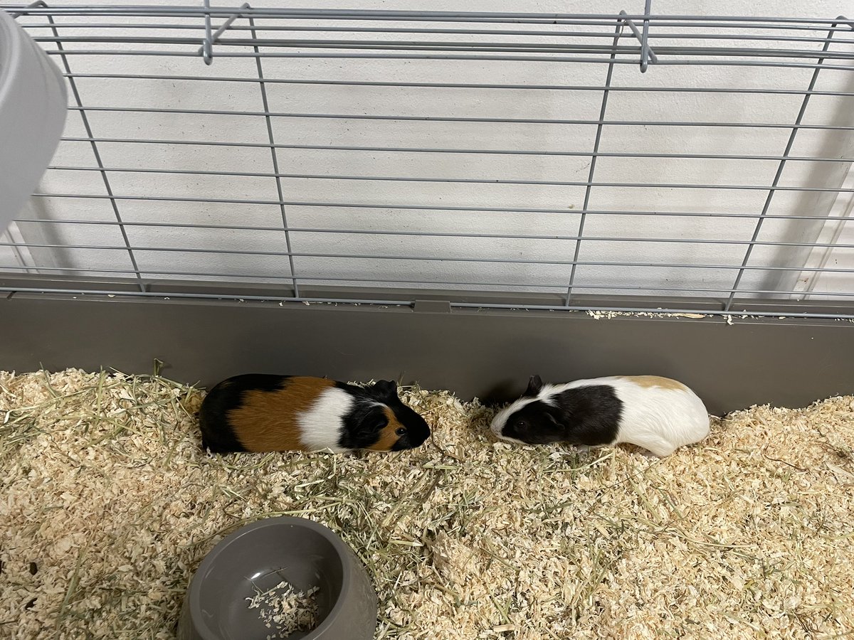 We are very excited to introduce our latest school members. <a href="/JohnKebleBrent/">John Keble C of E School</a> #brentschools <a href="/LDBSSchools/">London Diocesan Board for Schools</a>