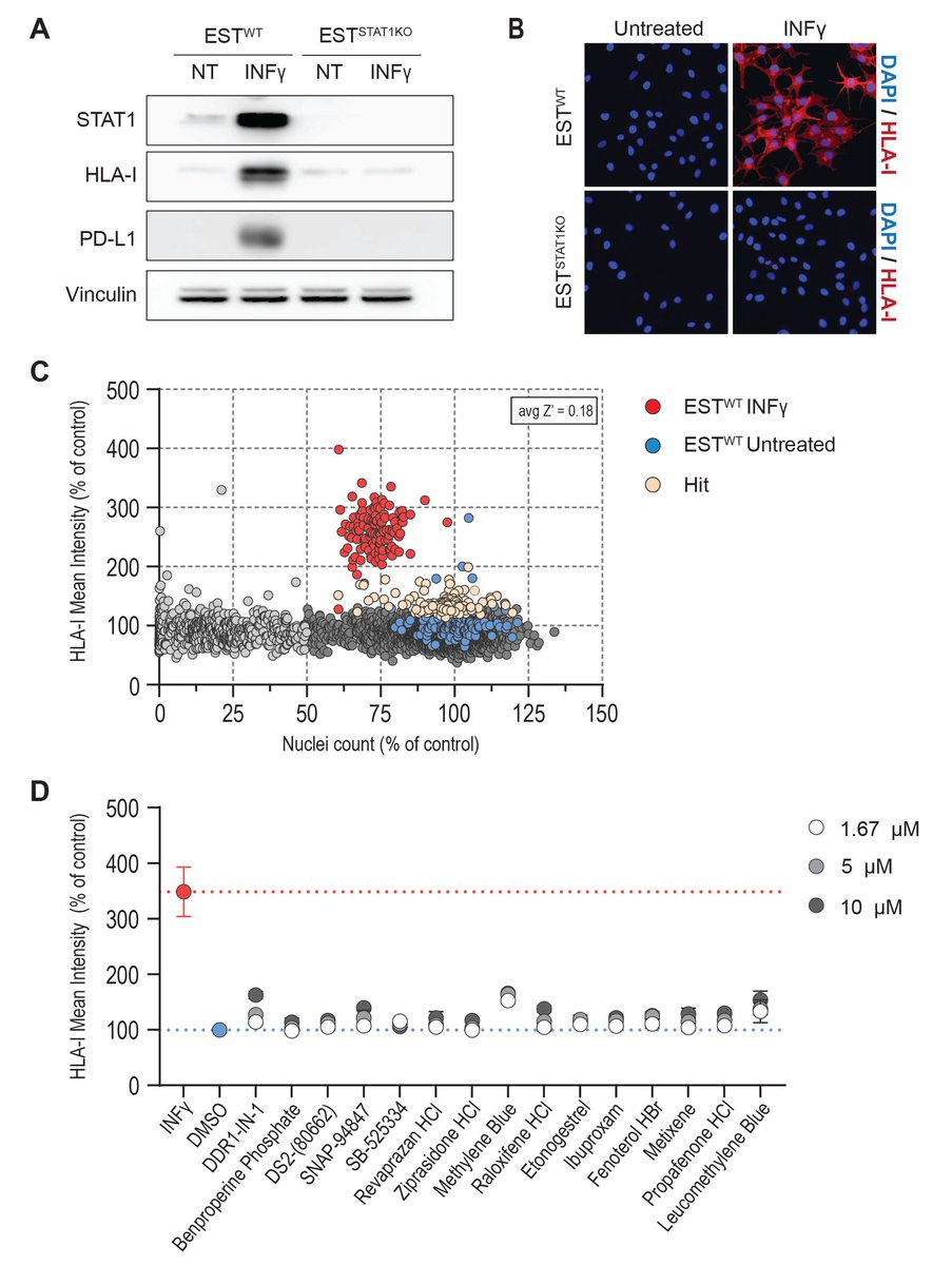 Micropub7n's tweet photo. A chemical screen underscores the essential role of STAT1-dependent IFNγ signaling to regulate HLA-I expression in cancer cells #micropublication #biology #data #caltechlibrary #Human #Methods #PhenotypeData #NewFinding #NegativeResult https://t.co/c1hslCoQop https://t.co/emof3yYkEi