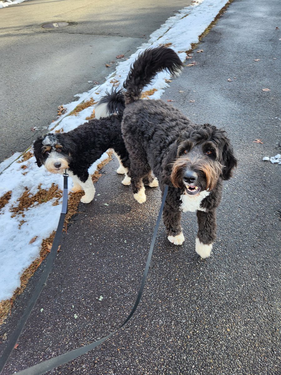 doggy_motion's tweet photo. New guys, Archie and George, on our walk today!🤗 Both are Bernedoodles- Archie is the little bro and acts as such, while George is very much the big brother!  Such sweet boys! 🥰 #dogwalking #Bernedoodles #wednesdaythought https://t.co/WRgOikrNOB
