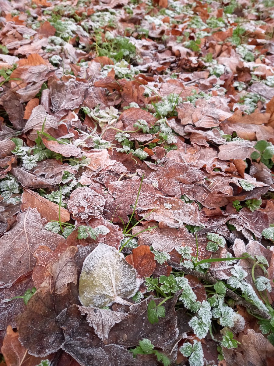 Baltic again today ❄ Daisy's little paws must have been like ice on the frozen leaves 🐾❤ #100daysofwalking <a href="/NTBreakfast/">Newstalk Breakfast</a> <a href="/NewstalkFM/">NewstalkFM</a> #feckinfreezin