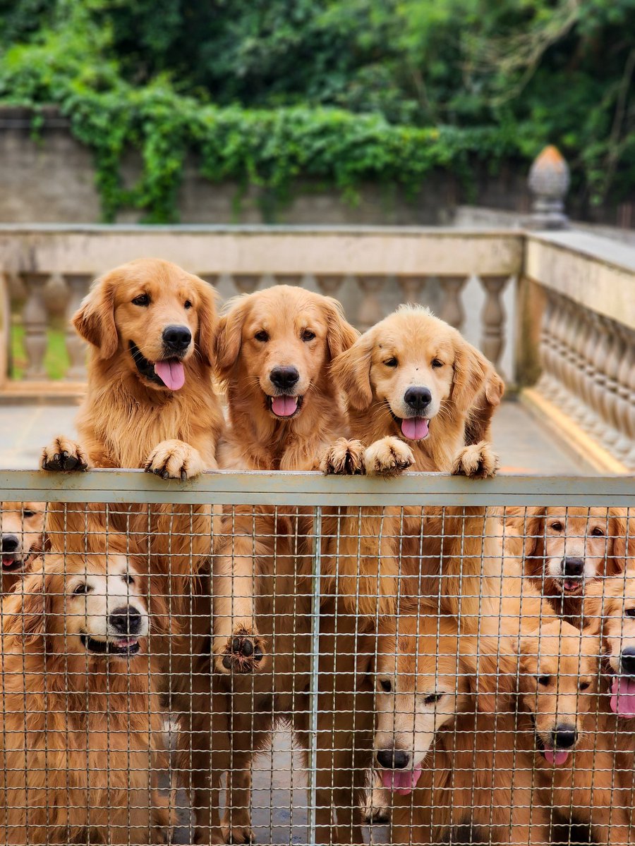 Aquele trio que a gente ama... Carinha fofinha e felizes! 🥰🐶💛 #goldenretriever #goldenretrievers #goldenretrieverpuppy #goldenretrieversofinstagram #goldenretrieverlove