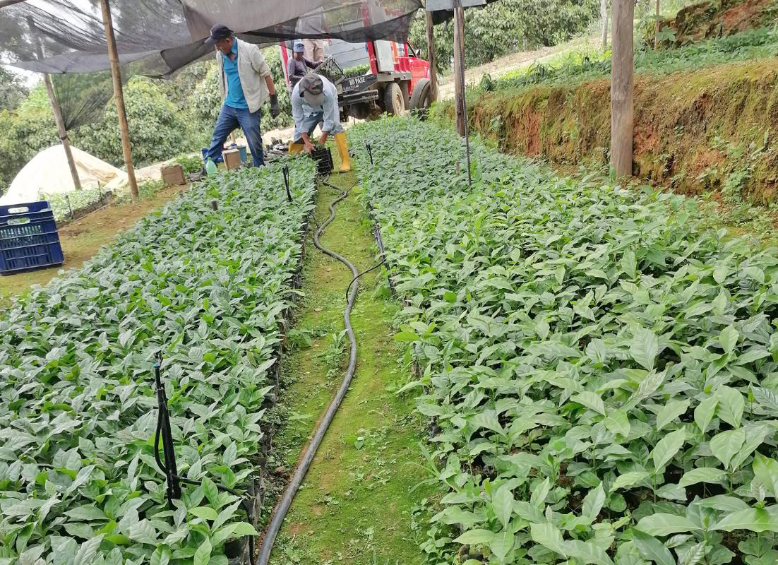 prefecturaloja's tweet photo. #LojaProduce | En coordinación con el @DePuyango, entregamos 40.000 plantas de café desde el vivero interinstitucional a productores de El Limo, Vicentino, El Arenal, Alamor y Mercadillo. 
Fomentamos la caficultura de calidad.
#CaminoAlProgreso https://t.co/uWZdTzpK0J