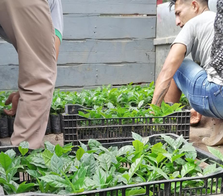 prefecturaloja's tweet photo. #LojaProduce | En coordinación con el @DePuyango, entregamos 40.000 plantas de café desde el vivero interinstitucional a productores de El Limo, Vicentino, El Arenal, Alamor y Mercadillo. 
Fomentamos la caficultura de calidad.
#CaminoAlProgreso https://t.co/uWZdTzpK0J