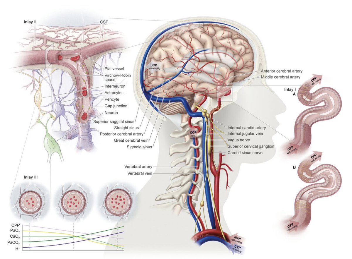 A great read about the regulation of human brain blood flow. Must read if you're interested in cerebrovascular function 👉physoc.onlinelibrary.wiley.com/doi/pdfdirect/…