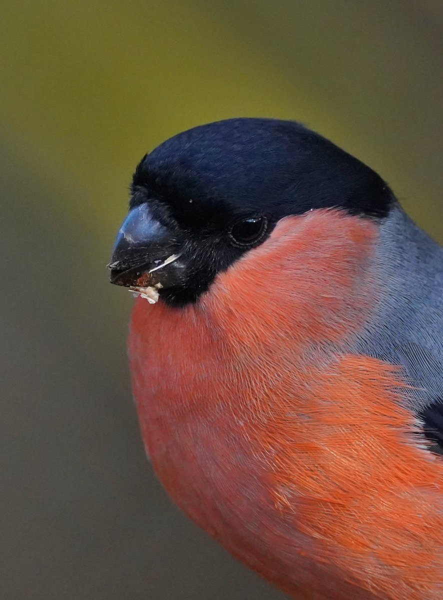 thatsafineidea's tweet photo. I’ve been having fun recently with our winter wildlife, both garden and a nature reserve. @BBCSpringwatch @ChrisGPackham #SpringWatch #wildlifephotography #birds #mytamronstory @SonyUK @TamronUK #blackbird #bluetit #robin #bullfinch https://t.co/ri8pbakSs7