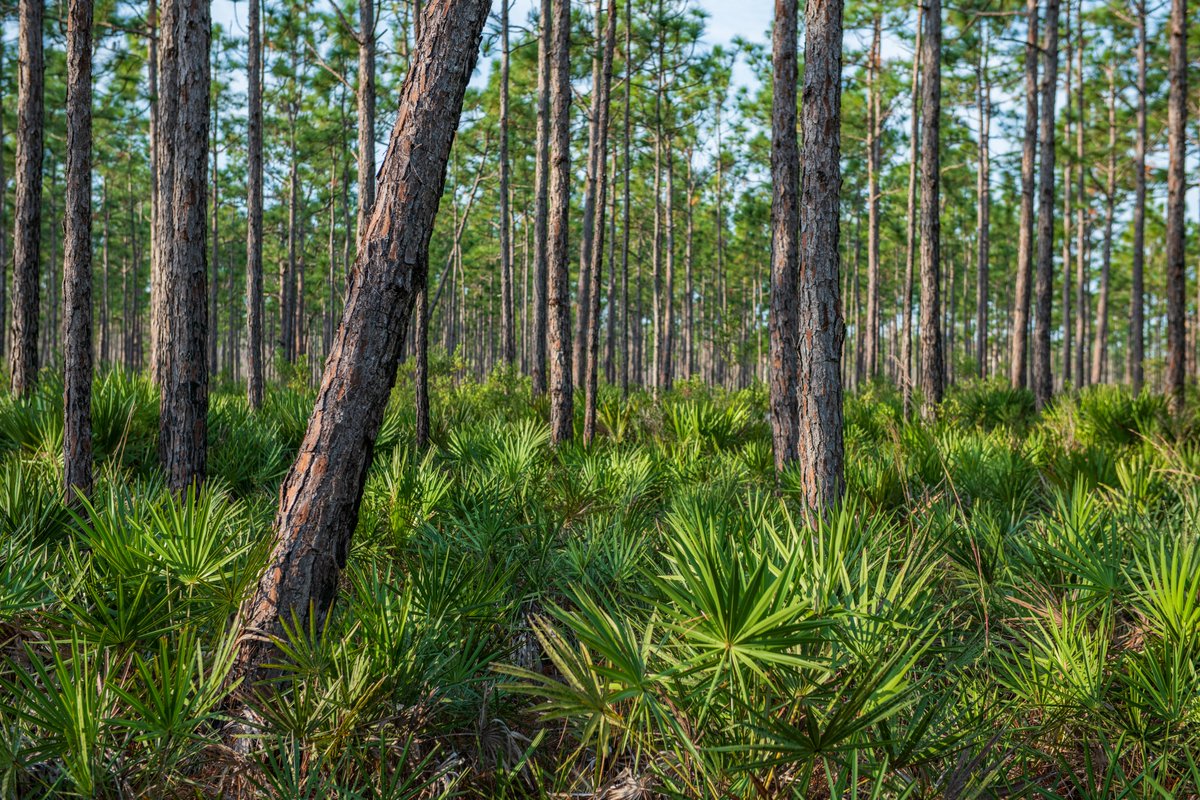 livewildlyfl's tweet photo. The properties are Rainbow River Corridor (📸 1), Osceola Pine Savannas (📸 2), and Triple Diamond (📸 3). 

@conservation_fl, @FLDEPNews, Conservation Foundation of the Gulf Coast, Wildpath, Photos and Videos by @CarltonWard, Lauren Yoho, Maps by @AngelineMeeks, @ArchboldStation https://t.co/fK1If2akww