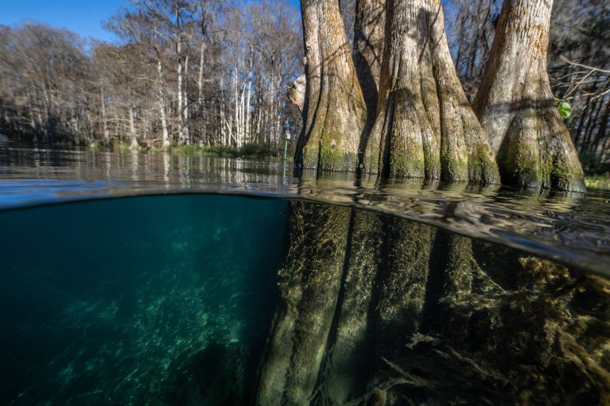 livewildlyfl's tweet photo. The properties are Rainbow River Corridor (📸 1), Osceola Pine Savannas (📸 2), and Triple Diamond (📸 3). 

@conservation_fl, @FLDEPNews, Conservation Foundation of the Gulf Coast, Wildpath, Photos and Videos by @CarltonWard, Lauren Yoho, Maps by @AngelineMeeks, @ArchboldStation https://t.co/fK1If2akww