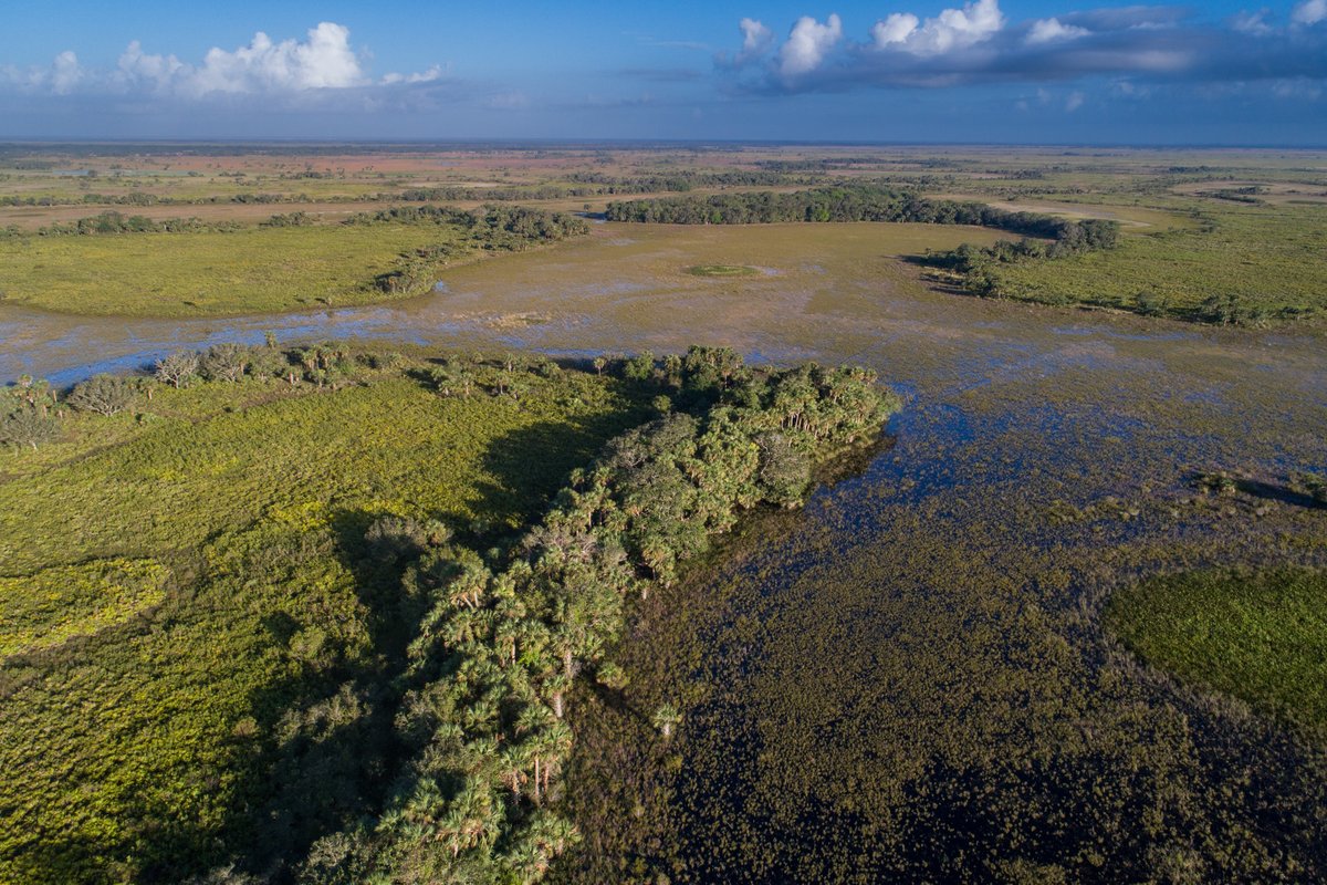 livewildlyfl's tweet photo. The properties are Rainbow River Corridor (📸 1), Osceola Pine Savannas (📸 2), and Triple Diamond (📸 3). 

@conservation_fl, @FLDEPNews, Conservation Foundation of the Gulf Coast, Wildpath, Photos and Videos by @CarltonWard, Lauren Yoho, Maps by @AngelineMeeks, @ArchboldStation https://t.co/fK1If2akww