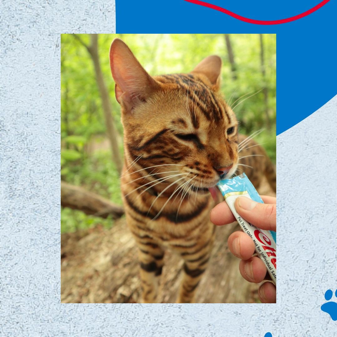Stop and taste the Churu. 📸: @___lifeofzeus___ #adventurecats #hikingcats #bengalsofinstagram #catmom #catdad #catlifestyle #churulover #treatsplease #meowsofcanada #meowsofinstagram #TakeAWalkOutdoorsDay