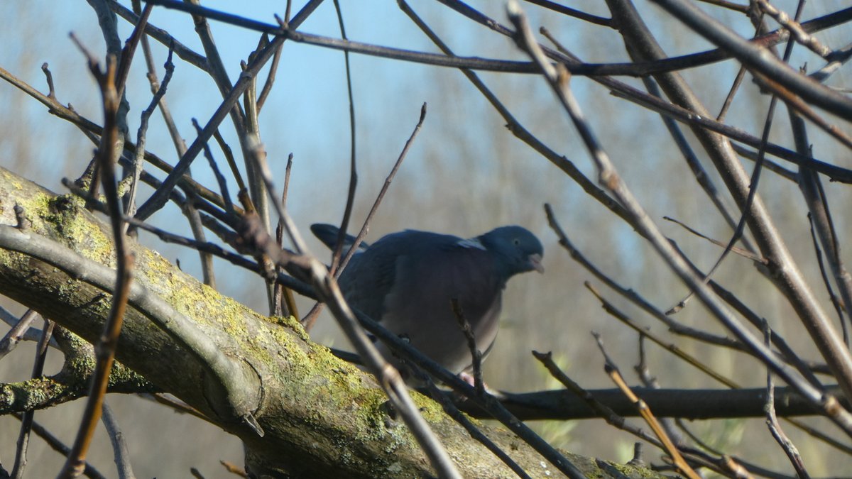 We look at each other.

📸 🕊️

#pigeon #pigeons #woodpigeon #Columbapalumbus #palombe #nature #NaturePhotography  #TwitterNaturePhotography #outdoors #bird #BirdPhotography #photo #photography #tree #TreePhotography #自然 #攝影 #鳥 #鴿 #鴿子 #樹 #木 #樹木 #自然攝影 #自然寫真