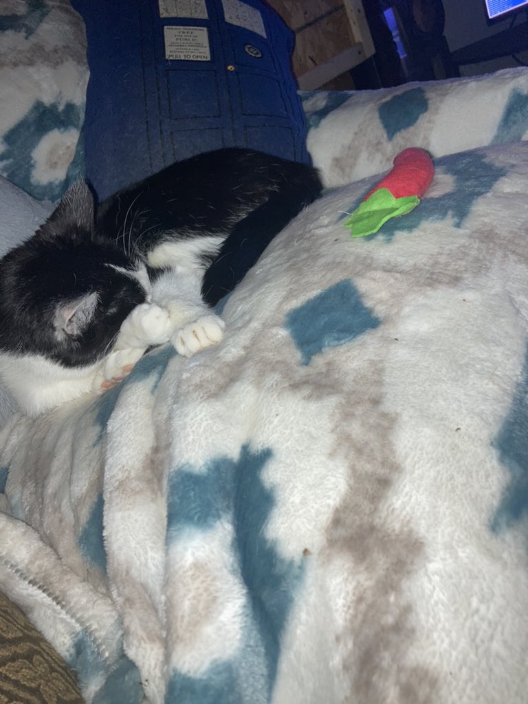 ObsidianRoze's tweet photo. This is Zelda. Zelda loves to snuggle up on soft blankets and her toy chili pepper. #CatsofTwittter #Caturday #CatNap https://t.co/MHQmdxCfIj