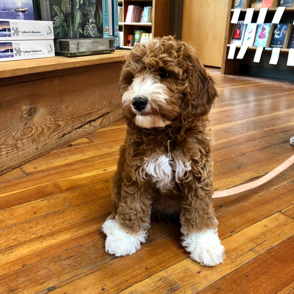 ElliottBayBooks's tweet photo. Like a teddy bear came to life and then walked into the bookstore. Scout, you are almost too much cuteness to handle.
#DogsOfEBBCO #WhatAFreakinCutie #ThosePaws https://t.co/ooQcSzPKBU