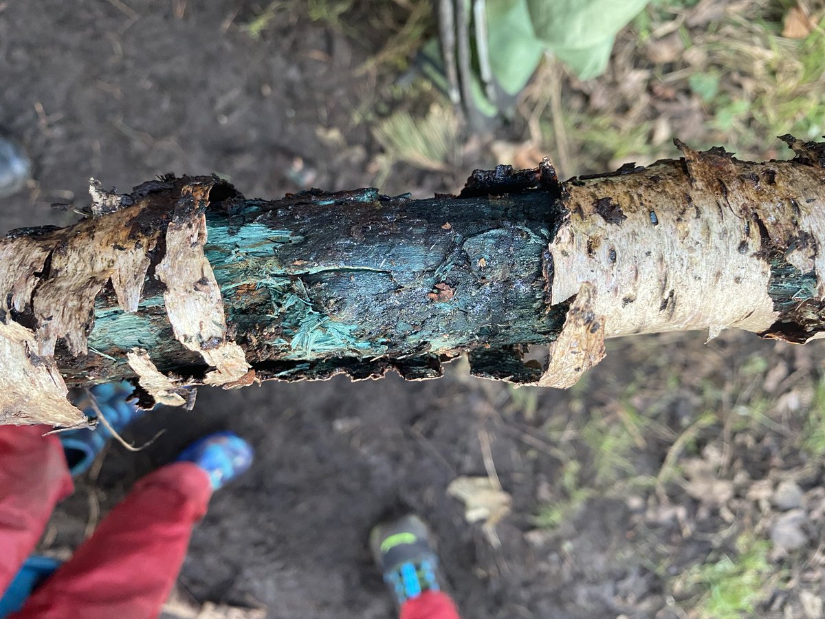 dpsforestschool tweet media