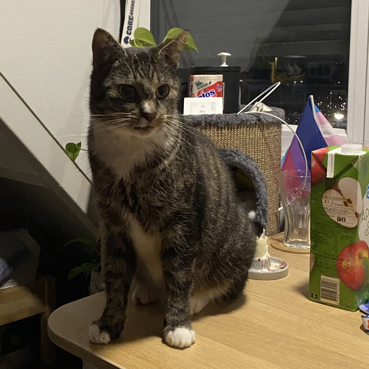 avery.⠀ little introduction &amp; writer reveal !!

hi, my writer tag is avery.⠀ (used to be ocean back in the day!) and my name is pluk. i'm 21, dutch, he/him pronouns and have a cat named ivan ! my dms are always open if you want to chat or plot :)