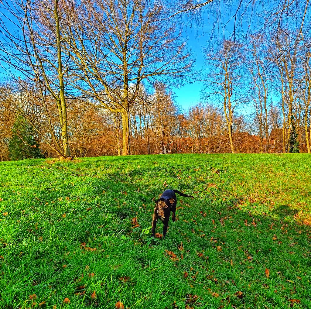 Coopers_rescue's tweet photo. Hallo liebes #twitterrudel! 🐾💙🐾
❓Habt ihr den #Mittwoch gut überstanden❓ ☀️❄️
Ich hab heute ganz viele Krähen 🐦 gejagt. 
Die hatten Angst vor mir &amp; haben sich auf einem 🌳 versteckt. 🤭😬
Eine Krähe 🐦 hat mich geärgert. 
Die flog hinter mir her. 🐾🐦
Schönen Abend euch! https://t.co/eUiYhbJxqB