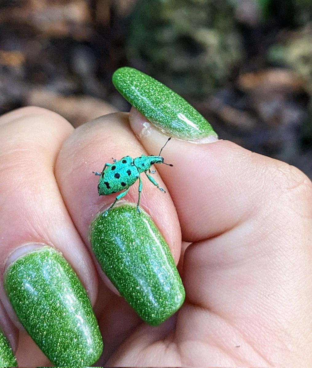 Anna Thonis, Ph.D.🦎 tweet media