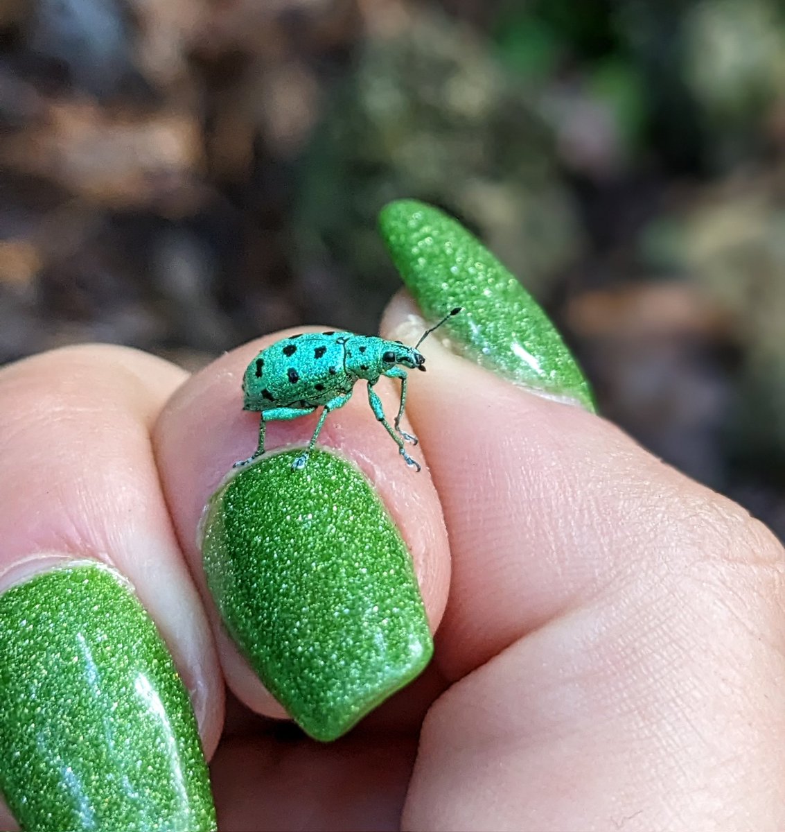 Anna Thonis, Ph.D.🦎 tweet media