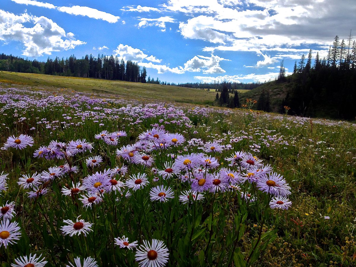 NWFoutdoors's tweet photo. We recently submitted comments on the @BLMNational’s proposed withdrawal of the #ThompsonDivide area in #Colorado. The Proposed Withdrawal would #conserve & #protect some of the finest #elk & mule #deer #habitat in the world & some of the best #hunting opportunities in Colorado. https://t.co/dyK3wpPB3e