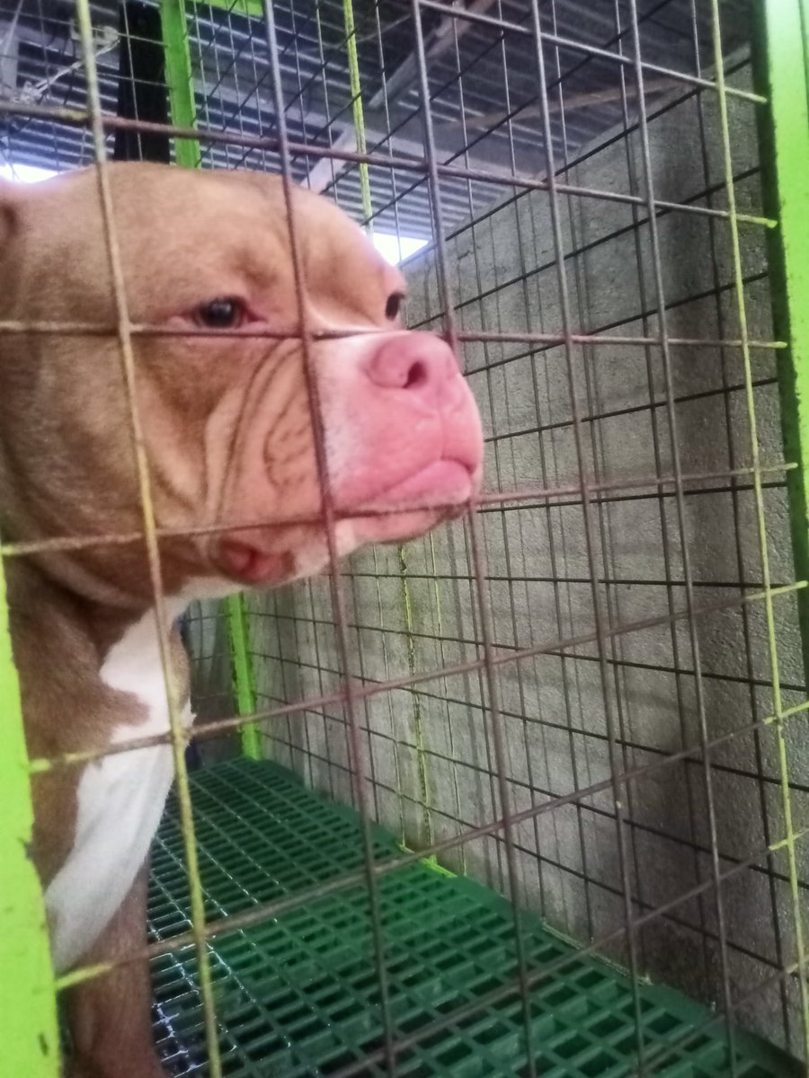 BECNN3's tweet photo. Hi I'm sad,I can't play outside because it's raining 😢😢😢😢
#AmericanBully #raining https://t.co/bSDEOexld6