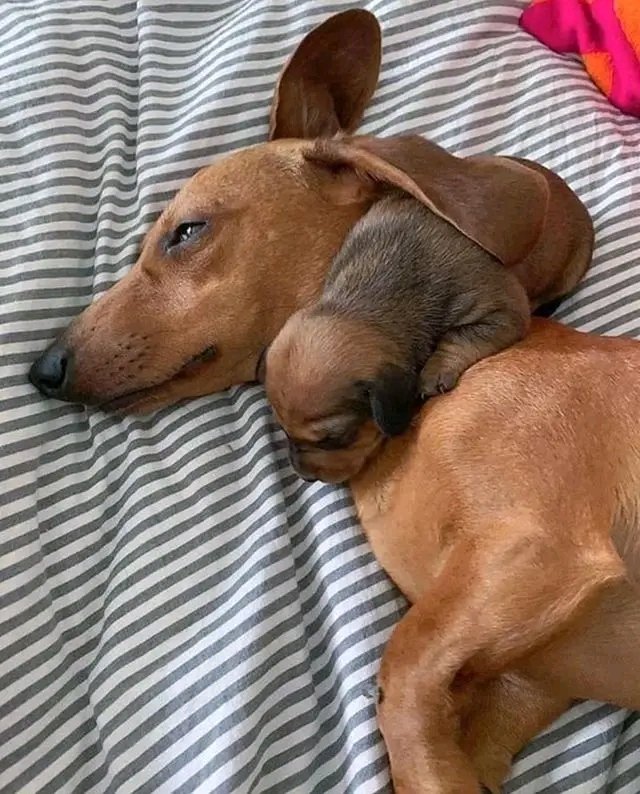 daschundlovers2's tweet photo. #dachshund #Dachshunds https://t.co/cKZUoyfkI5