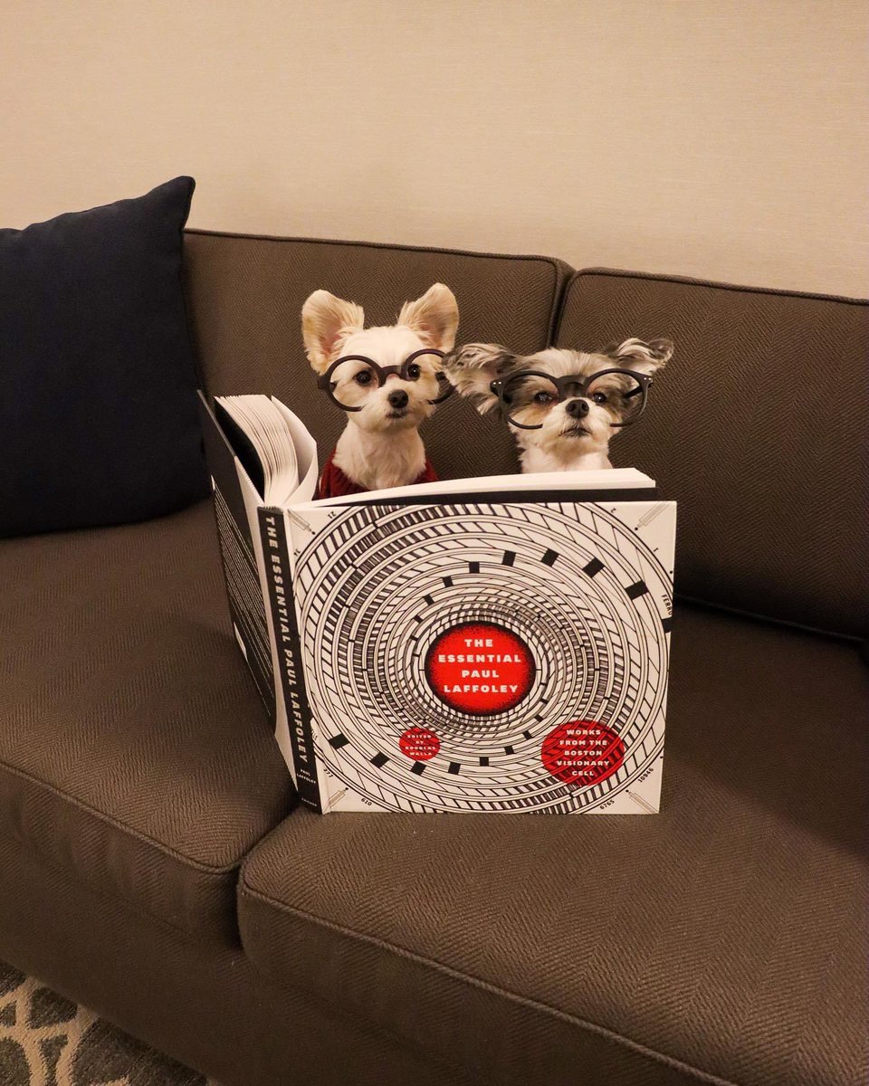 TINKERBELLEadog's tweet photo. our home away from home @whitneyhotelboston ๐จ๐ค๐ถ
.
.
.
.
.
#whitneyhotelboston #travelingtink #bonvoyagebelles #dogswhotravel #traveldogs #dogfriendlyhotel #bostonmassachusetts #visitboston #dogsofnyc #spoileddogs #divadogs #luxuryhotels https://t.co/j279La0ELU