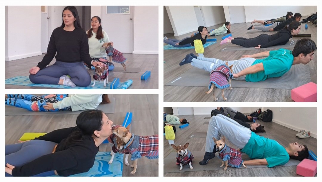 DAE_ITAM's tweet photo. Así la #ClaseEspecial de Yoga y Mindfulness con @_MarianaSerrano #EstudiantesITAM, #ColmilloITAM y sus visitas #Chihuahuas 🕉🧘🏽🐺🐶🐶
Con @YoginiFran
#DAE @ITAM_mx - Subdirección de Bienestar Integral
Programa #ITAMwellbeing
#DeportesITAM🐺 https://t.co/WA7qDBHVYo