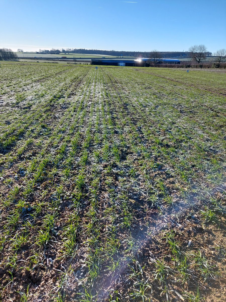 Dr Ruth Wade tweet media