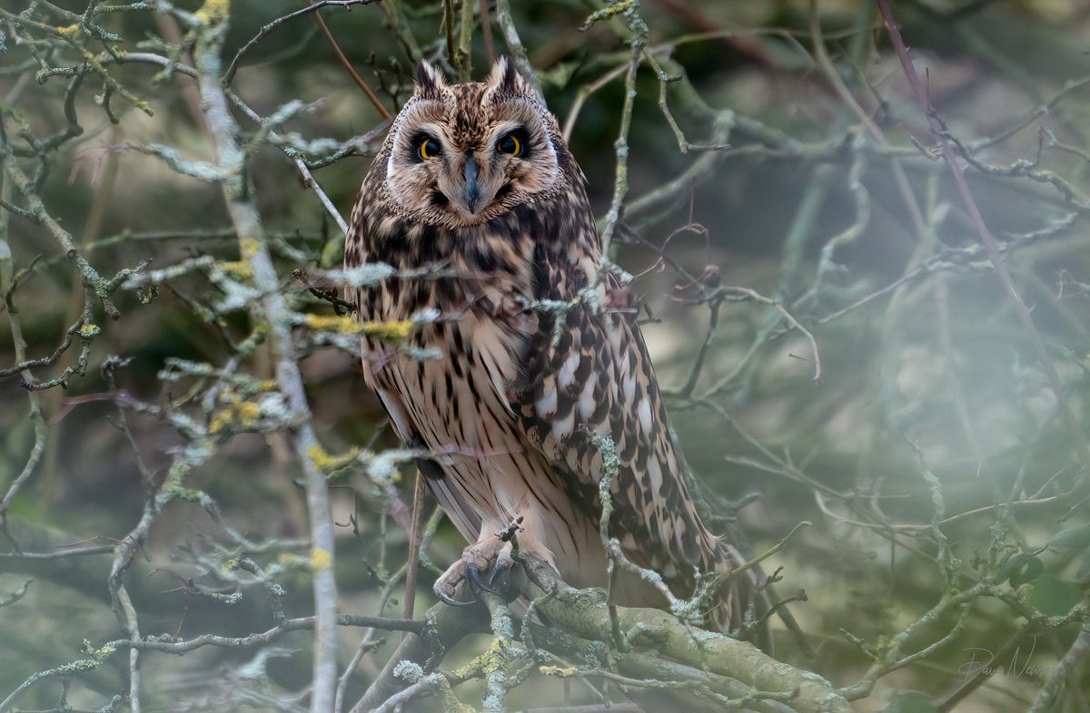 The stunning Short Eared Owl found chilling out in the bushes over the weekend. Next target = flight. #owls #owl #shorty #TwitterNatureCommunity #TwitterNaturePhotography #photooftheday #photographers #bird #birds #birdphotography #SonyAlpha @SonyUK #posing #hidden #raptor