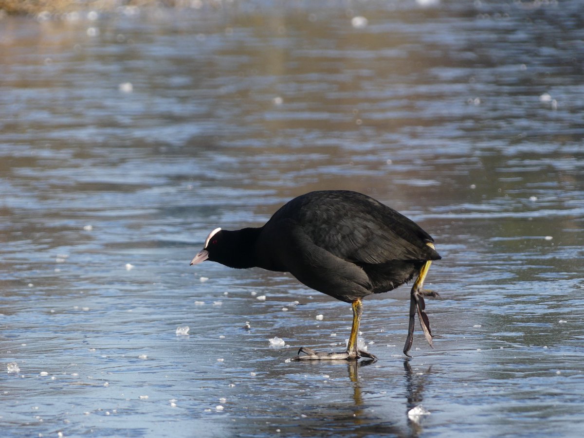 flabbyabistocks's tweet photo. Wildlife in the city  #Cardiff , Roath Lake…. Swan Lake and Coot on ice .. #Winterwatch https://t.co/HOk5RUGi0v