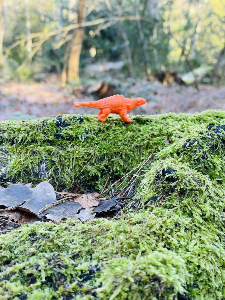 dannie_r_b's tweet image. A bit early, but will probably forget later 😅
#WindowOnYourWorld @LynnParsonsUK 

If you go down to the woods today, you won’t believe your eyes 👀