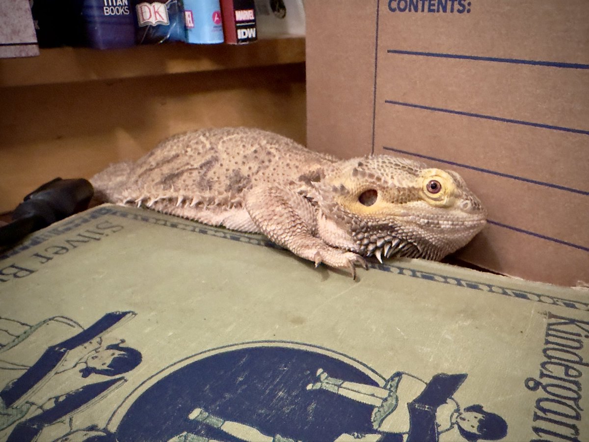 🦎 Bando tweet media