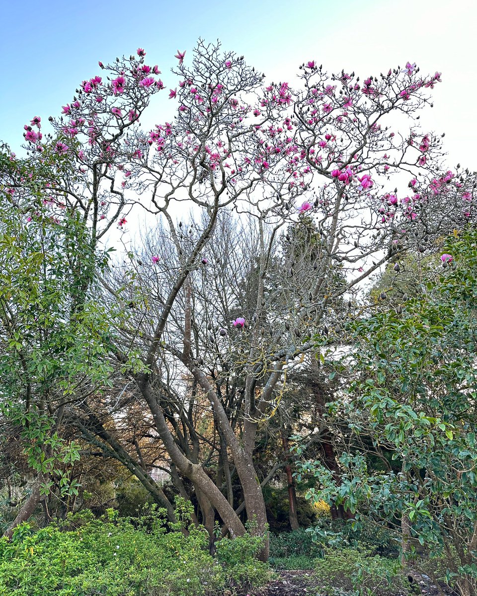 SFBGS's tweet photo. It’s been a slow, cold, and rainy start to this year’s Magnificent Magnolias season (which we’re not mad at…) but the sun has come out and the first magnolias are starting to follow suit!
🌸💗☀️
https://t.co/tYK0robKcm https://t.co/Od3fNiWmHf