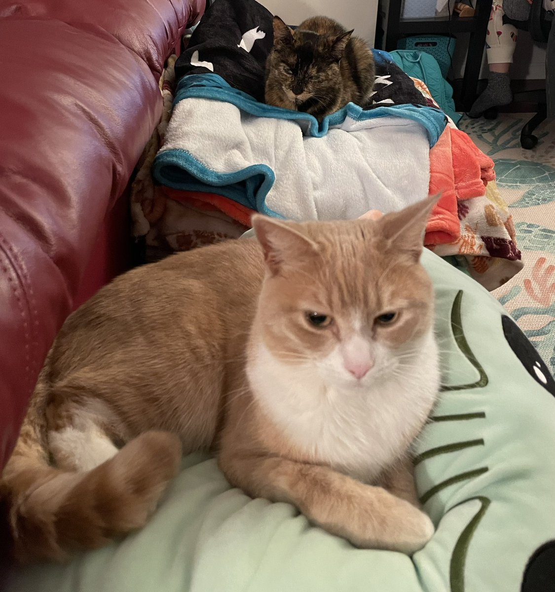 <a href="/TweetsOfCats/">Tweets Of Cats</a>