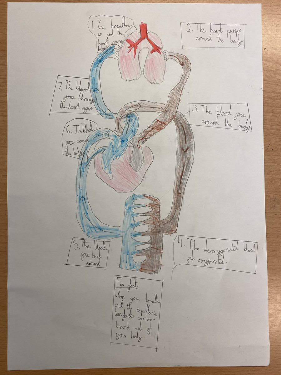 WellfieldMiddle's tweet photo. 6C worked hard with their partners today so recreate a diagram of the circulatory system; their scientific vocabulary was impressive! #WMSScience #WMSCommunication https://t.co/Tr1MIeskev