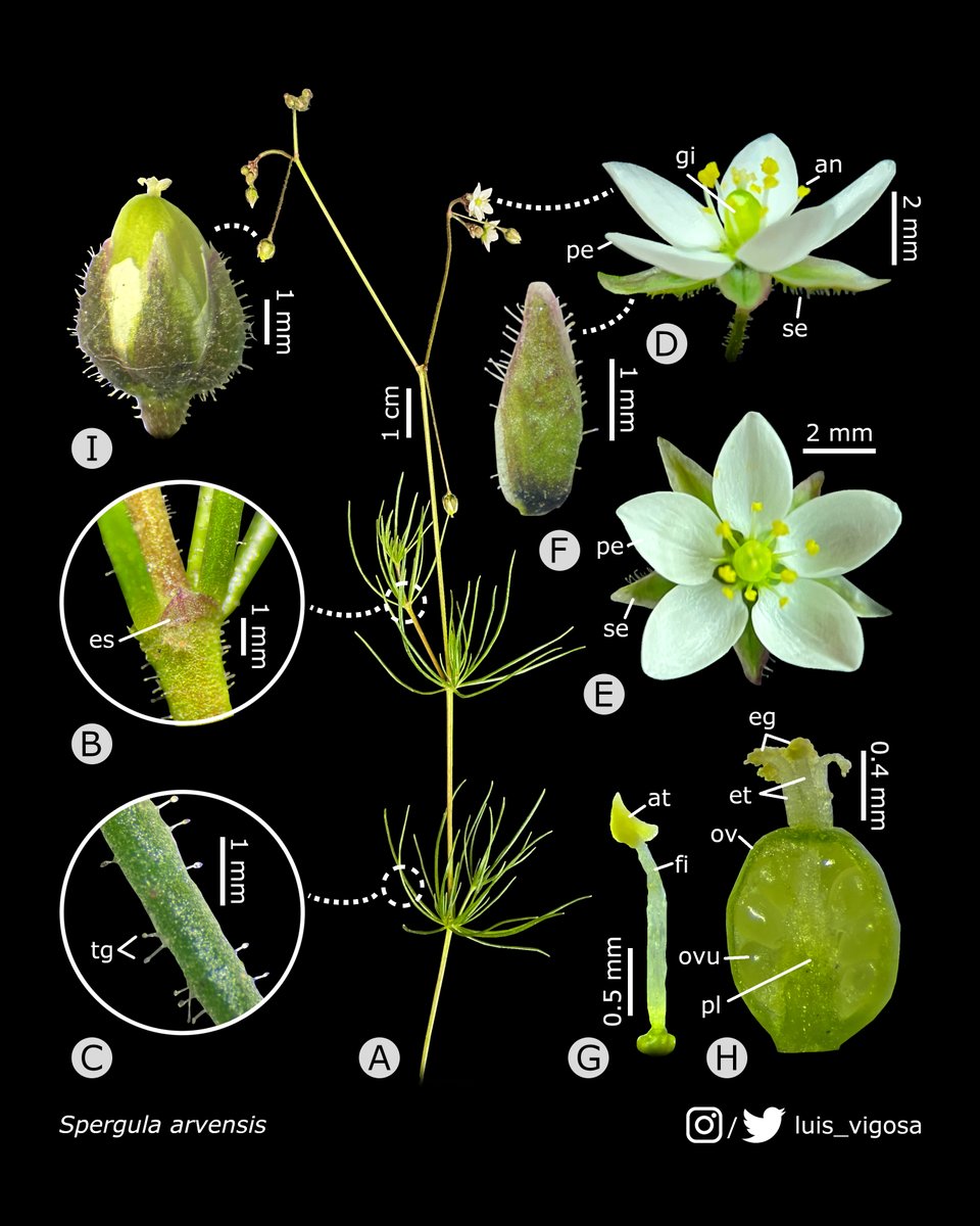 Spergula arvensis (Caryophyllaceae)
#botany #flowers #taxonomy #plants