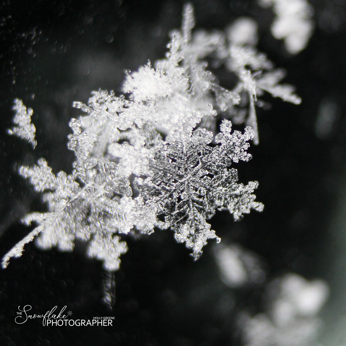 SnowflakeSpider's tweet photo. Snowflake of the Day ❄️ January 2023
#realsnowflake #winter #macrophotography #snowflakemacro #winterstorm #storm #thesnowflakephotographer #seasons #snowfall #snow #snowflake #snowflakes #macro #photography #nature #icecrystals #formations #weather #realsnowflakes https://t.co/lWj6HQdZL3