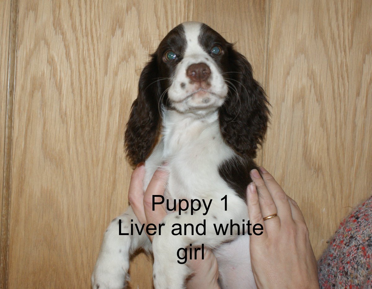 ADOGSLIFE3's tweet photo. Looking for a family home working cocker spaniel 15-week-old. https://t.co/jfV1QQxEch             #puppy #cocker https://t.co/ae4fGhoJT7