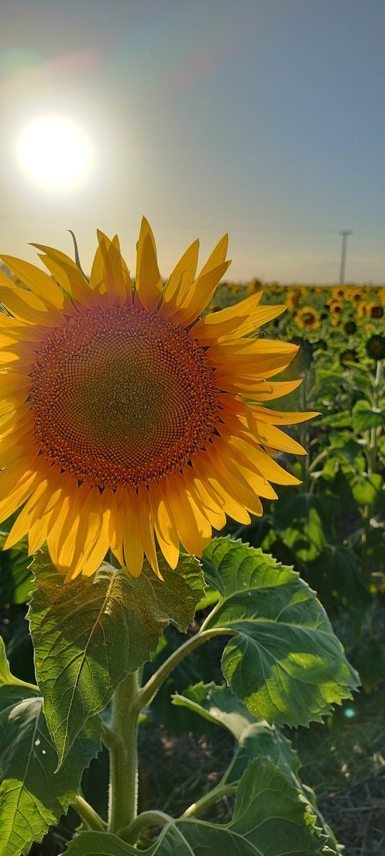 ElisecheEsteban's tweet photo. Girasol en suelo somero, aguantando como puede. https://t.co/BavyKahAhJ