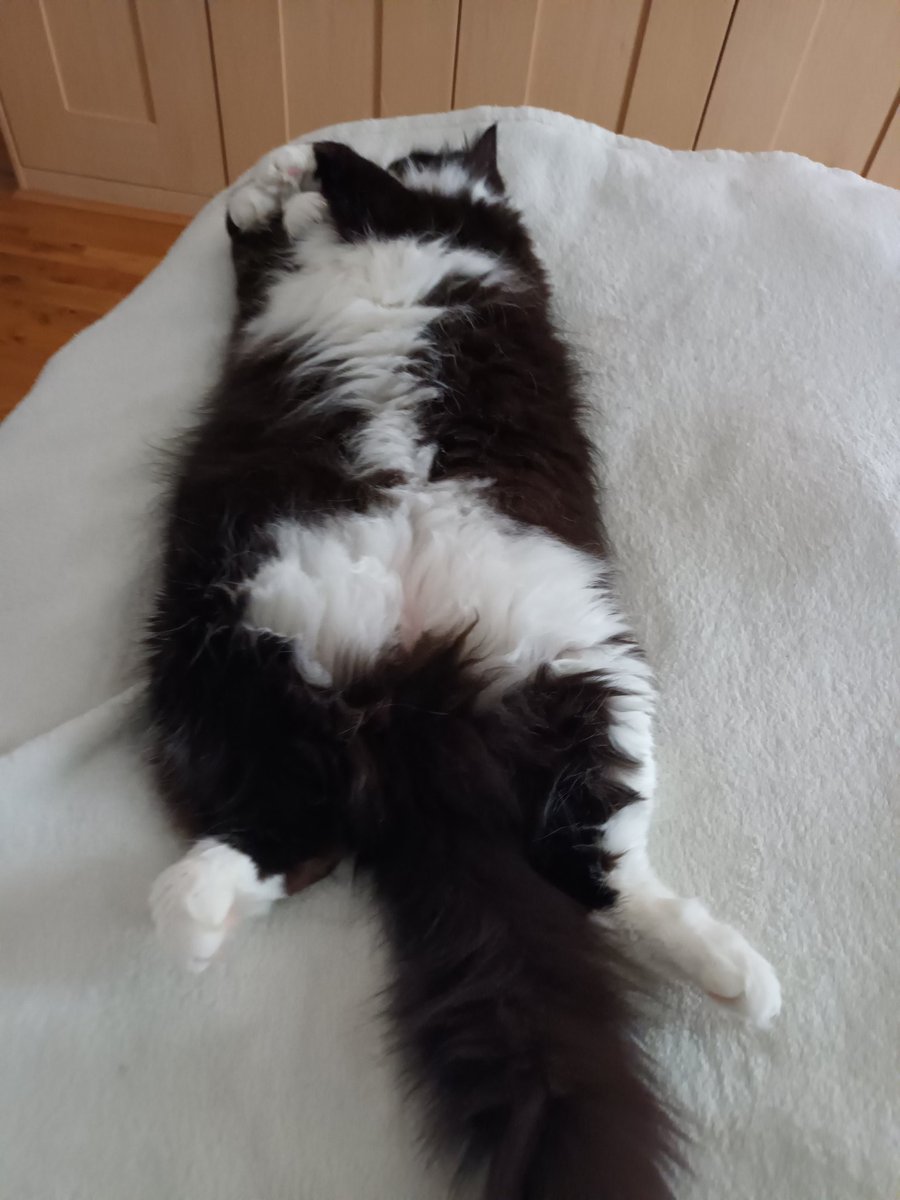 c_luscombe's tweet photo. @Catit Mittens is always like this and loves a belly rub https://t.co/JgEAfLCZ1q
