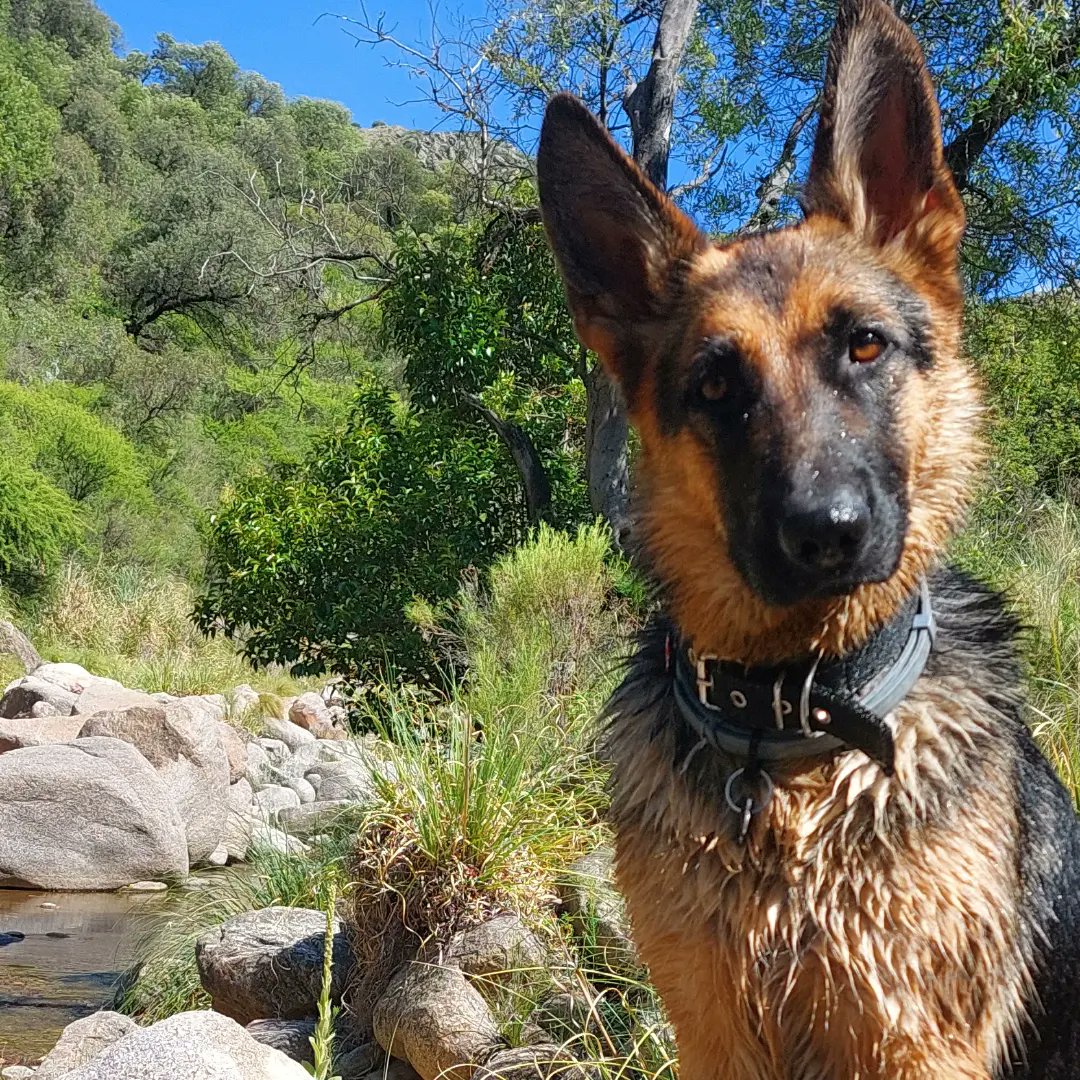 MLuzCalvo's tweet photo. Como empezó/ como va 🖤🐾 https://t.co/AIRgzZyIXD