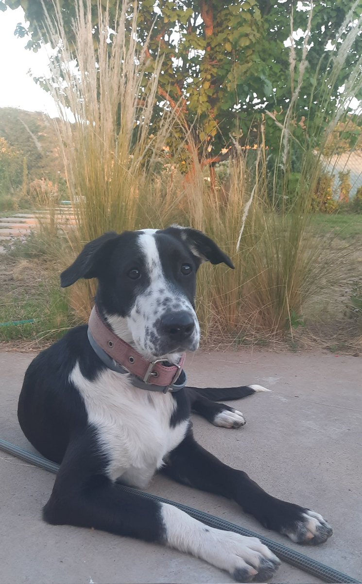 MLuzCalvo's tweet photo. Como empezó/ como va 🖤🐾 https://t.co/AIRgzZyIXD