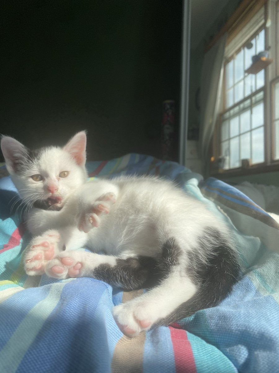 emmaa_park's tweet photo. @poorlycatdraw Lil man was born with eye bags https://t.co/G2s5wLuVGJ