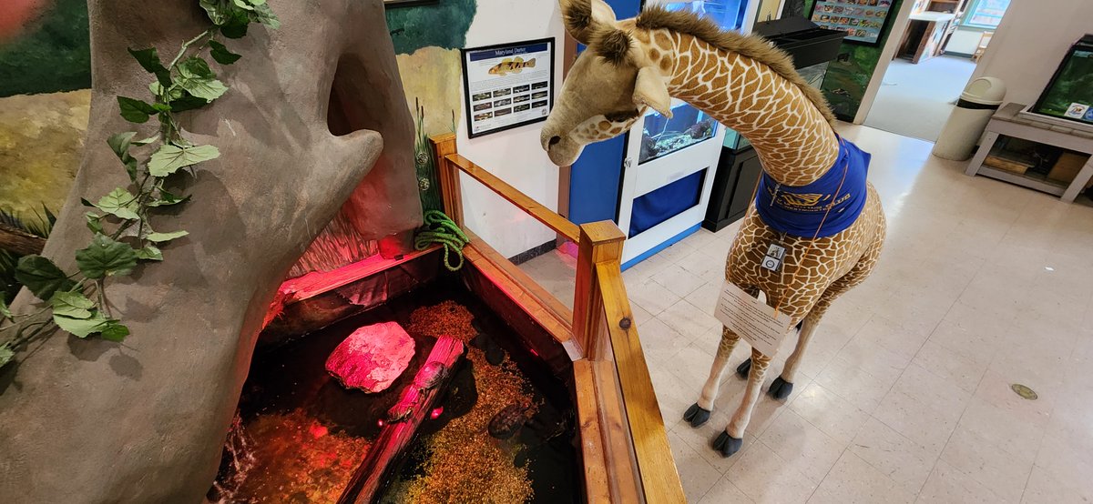 ccrecpark's tweet photo. Stella, from the Boys and Girls Club of Westminster, made a stop at Bear Branch Nature Center this past weekend on her great adventures! She met the Opossum and Turtles, watched a Planetarium Show, and hung out with the Naturalist! Where will Stella go next?! https://t.co/kIMvQ66S00