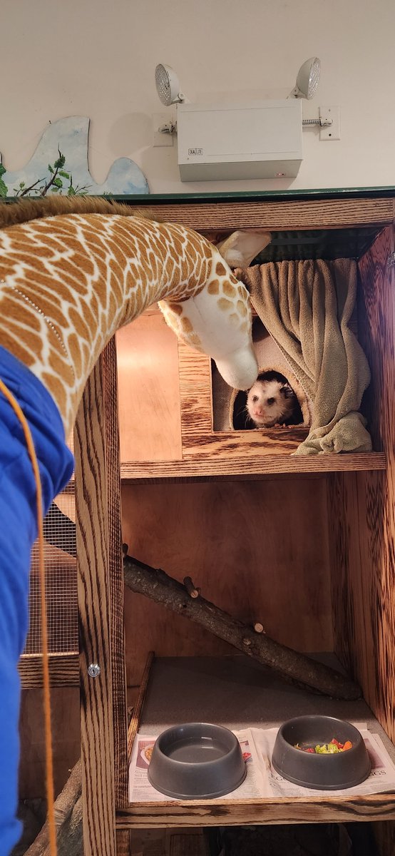 ccrecpark's tweet photo. Stella, from the Boys and Girls Club of Westminster, made a stop at Bear Branch Nature Center this past weekend on her great adventures! She met the Opossum and Turtles, watched a Planetarium Show, and hung out with the Naturalist! Where will Stella go next?! https://t.co/kIMvQ66S00
