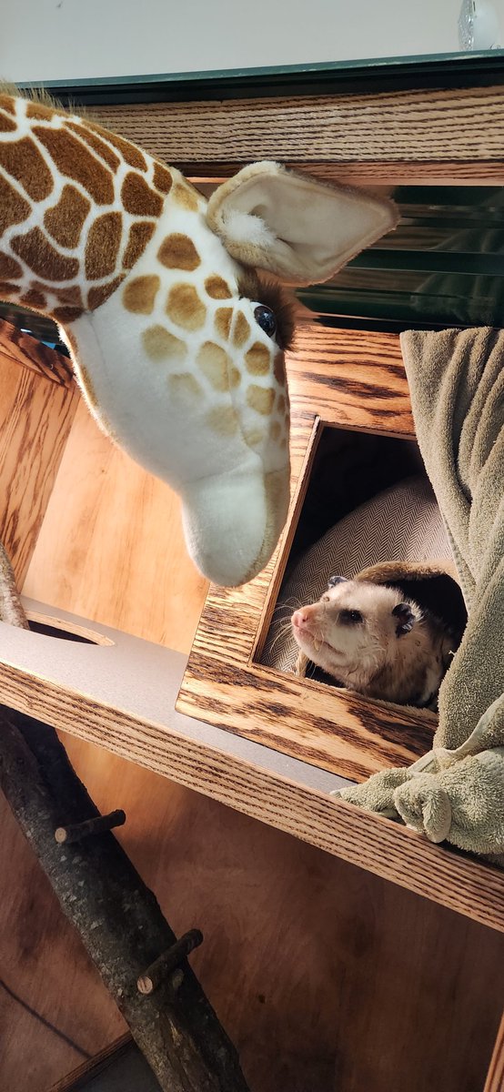 ccrecpark's tweet photo. Stella, from the Boys and Girls Club of Westminster, made a stop at Bear Branch Nature Center this past weekend on her great adventures! She met the Opossum and Turtles, watched a Planetarium Show, and hung out with the Naturalist! Where will Stella go next?! https://t.co/kIMvQ66S00