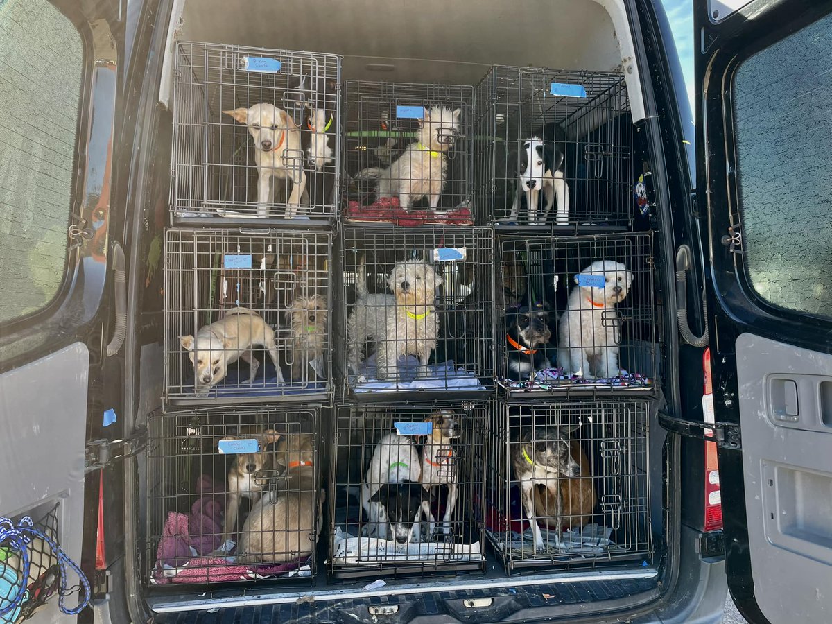 CWOB's tweet photo. 38 LIVES #SAVED❤️We crossed the U.S. from Mexico with 38 #rescue #dogs! Grateful for each &amp; every dog in the van. They are all incredible #survivors who are lucky to have made it to this point in their journey after unthinkable struggle and adversity. Compassion knows NO borders. https://t.co/sBHcw6JWsc