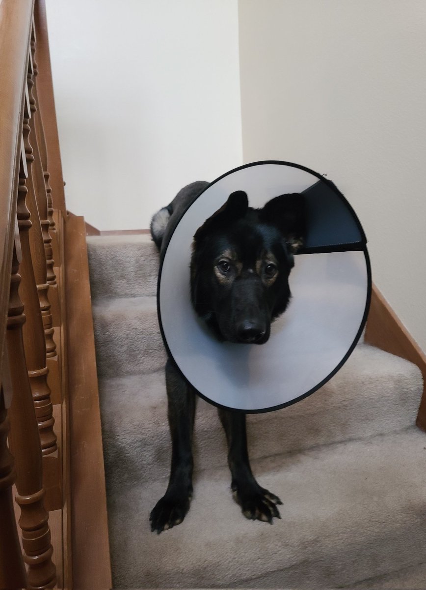 Smol_Shepherd's tweet photo. Poor @HowlTheShep has to wear the cone of shame and a bootie due to a foot injury and he's not happy! https://t.co/6eGGw5YeO7